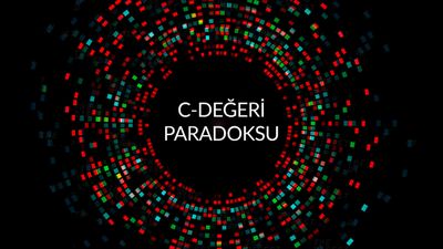 C-Değeri Paradoksu: Genom Büyüklüğü, Neden Her Zaman Evrimsel Akrabalığı Yansıtmıyor?