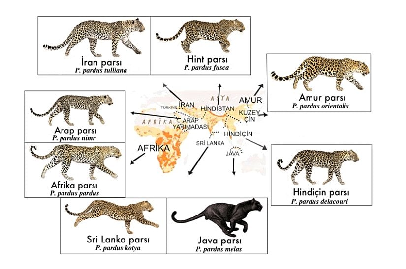 Parsların dağılımı. Java parsının "siyah" resmedilmesi melanistik bir pigment varyasyonudur. Hepsi gibi benekli olabilirler, sadece popülasyonda çekinik genler yaygınlaşmıştır.