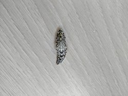 Görseldeki canlının türü nedir?