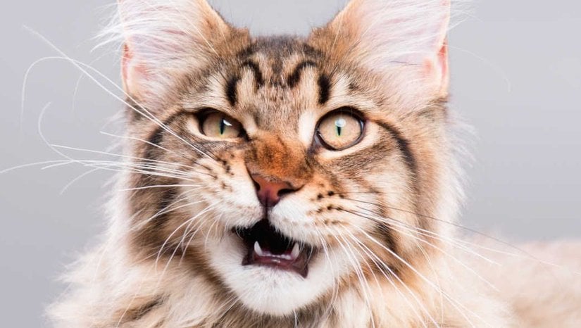 Flehmen Tepkisi Nedir? Kedilerin "Kötü Koku Yüzü" Aslında Ne Anlama Geliyor?