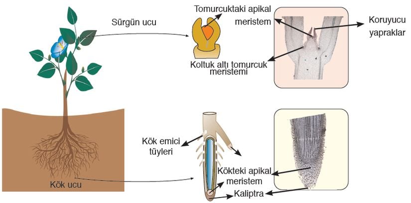 Sürgün ve köklerde bulunan apikal (uç) meristem ve apikal meristemi koruyan yapılar.