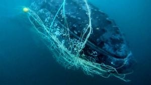 Successful Humpback Whale Rescue Off Poland's Coast