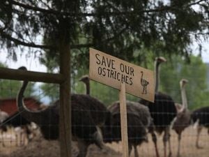 Ostrich Cull In British Columbia Sparks Outrage And Debate