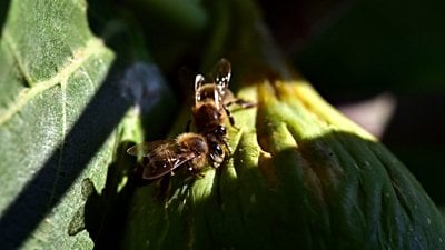 İncir Ağaçları, Yerel Olmayan Türlerin Diğer Türlerle Beklenmedik İşbirlikleri Yaparak Ekosistemleri İşgal Edebileceklerini Gösteriyor!