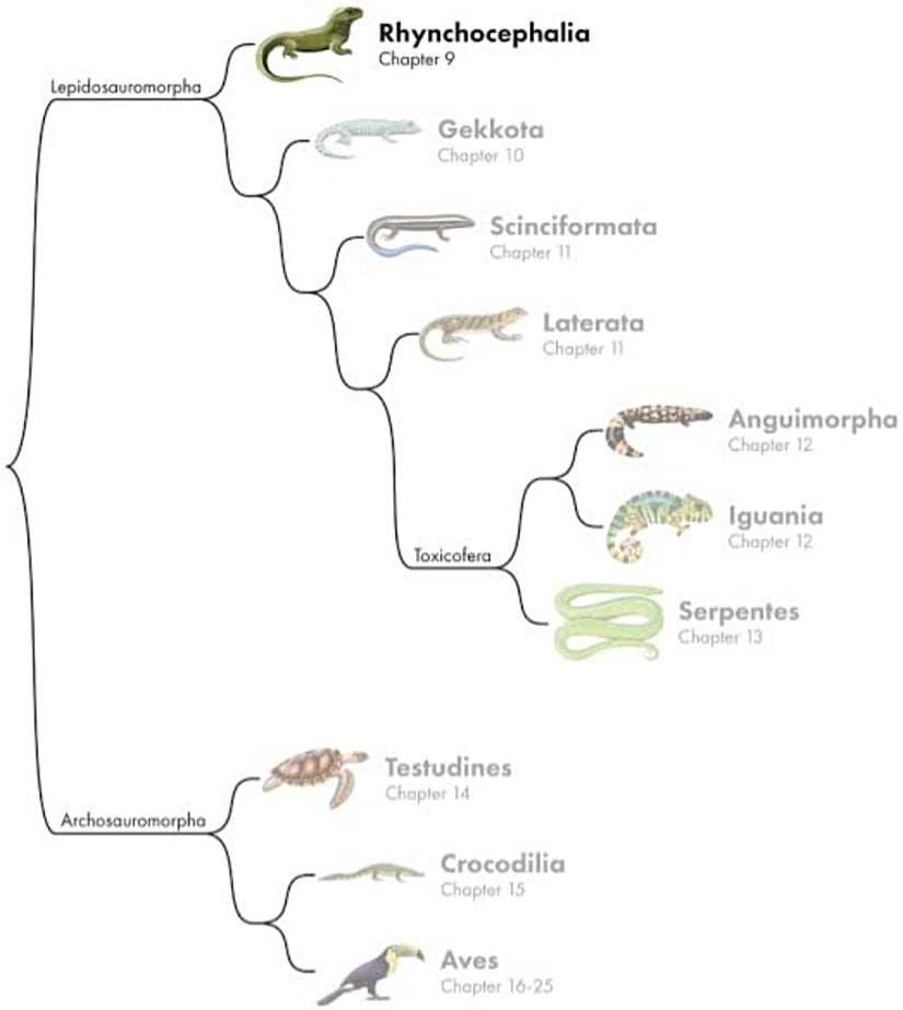 Reptillerin (Sürüngenlerin) Filogenetik Ağacı ve Tuatara'nın Yeri