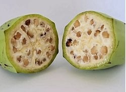 Muzun evrilmeden ve insan eli değmeden önce nasıl göründüğünü nereden bilebiliyoruz?