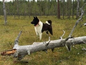 Ancient Dog Diversity Uncovered By 11,000-Year-Old Skulls