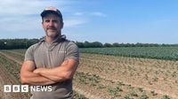 Herefordshire farmer sees broccoli harvest hit by heatwave and lack of water