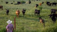 'A slap in the face': Ranchers feel betrayed by Trump's plan to buy Argentine beef