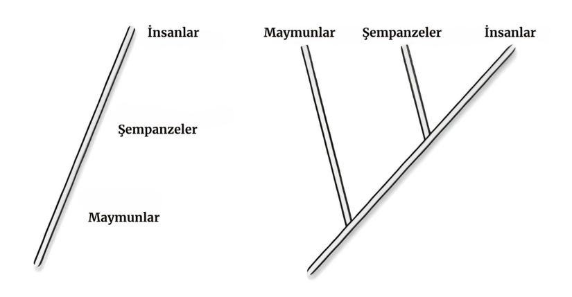 Şekil 6. Solda evrimden bahsedildiğinde çoğu insanın zihninde canlanan soy ağacı modelini görüyorsunuz. Fakat bu model yanlıştır. Sağdaki modelde ise gerçekte var olan soy ağacı modelini görüyorsunuz. Evrimde bir canlı, diğer bir canlıya direkt olarak evrimleşmez. Dallanarak farklı soy hatları oluşturur.