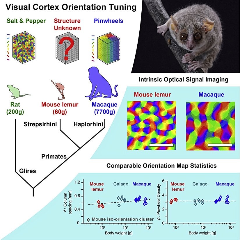 Sol üstte fırıldak ve tuz-biber modelleri görülüyor. Altta ise çalışmada yer alan primatların yönlendirme sütunlarının konumlanışlarını karşılaştıran grafikler yer alıyor.