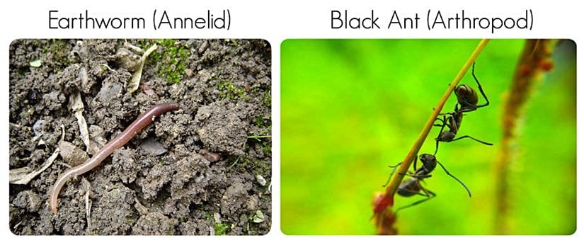 Toprak solucanı (Annelid) ve Kara Karınca (Eklembacaklı). Bir toprak solucanı birçok küçük segmentten oluşur. Bir karıncanın üç büyük segmenti vardır. Karıncaların eklemli bacaklarına ve "hissedicilerine" dikkat edin.