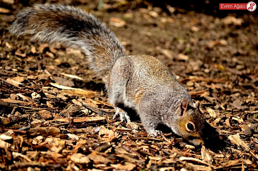 Atıştırmalık bir şeyler ararken.