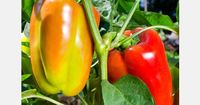 Mexico surpassed Spain in pepper export value in 2024