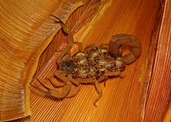 Zehirli Hayvanlar Şifa Kaynağı Olabilir!