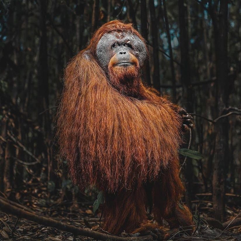 Yüksek zeka düzeyine sahip orangutanların anneleri, ciddi derecede