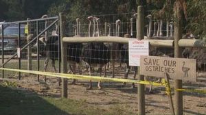 Ostrich Farm Culling In B.C. Sparks Outcry And Review
