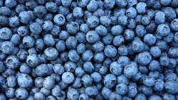 Bilim İnsanları Yaban Mersininin neden Mavi Olduğunu Çözdü!