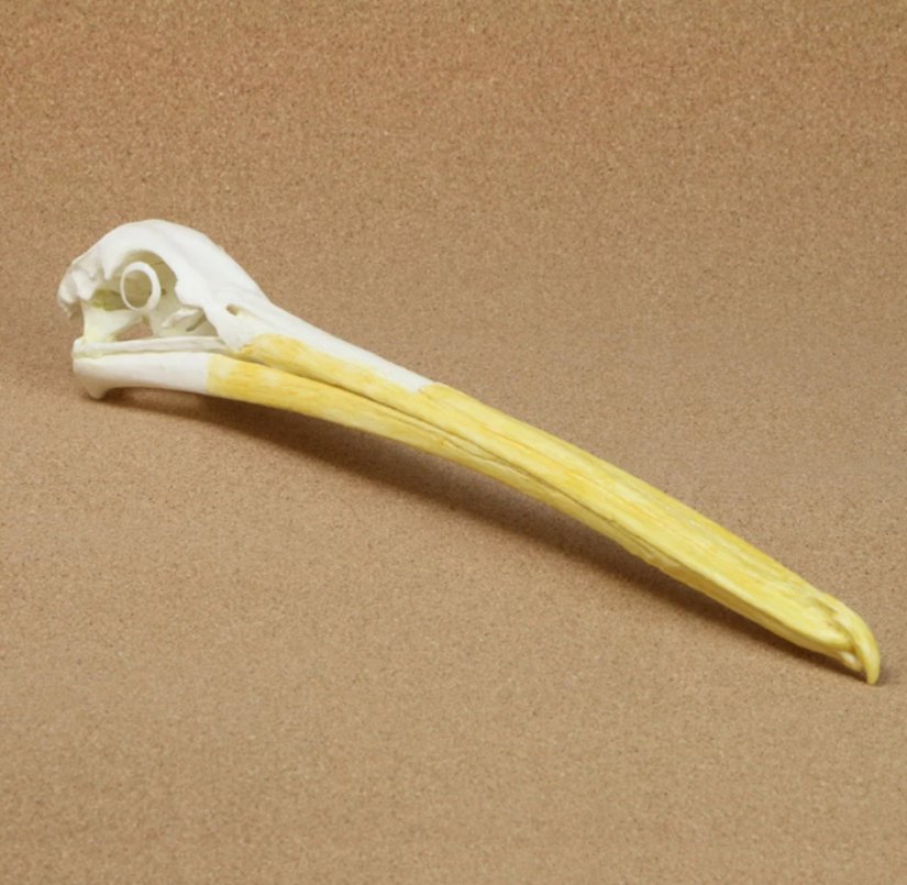 Amerikan ak pelikanı kafatası replikası.