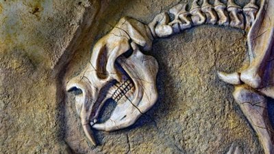 Dev Keseli Hayvanların Kemiklerinden İlk Kez Protein Çıkarıldı!