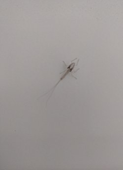 Kapımdaki Bu Böcek Hangi Tür?