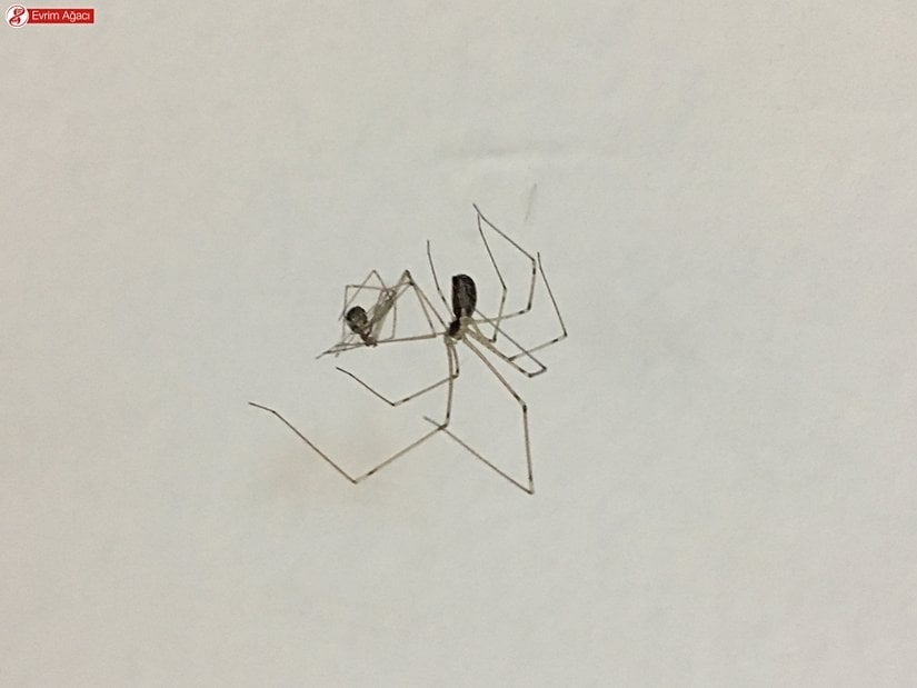 Avını yakalamış birey.