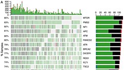 Ekle-Sil (Indel) Tipi Mutasyonlar, Evrimi Nasıl Etkiliyor?