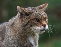 New report finds return of wildcats to South West England is feasible | The Wildlife Trusts