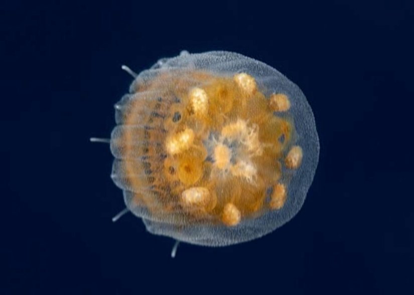 Thimble Jellyfish