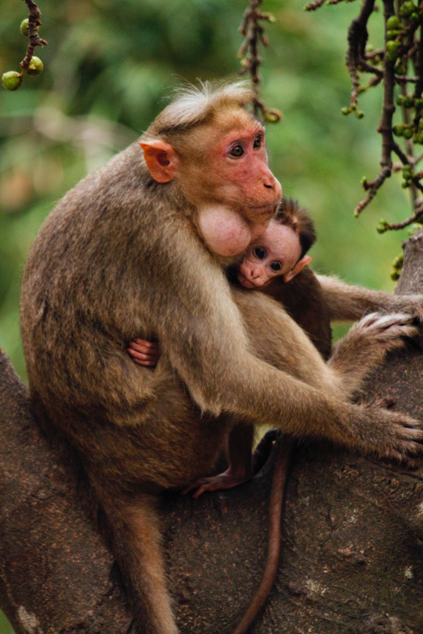 In 95% of all mammals, males provide almost no provisional care for their offspring. In fact, most non-human primates are single mothers and the mothers usually invest heavily in the offspring until they are able to take care of themselves.