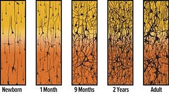 Synaptic Pruning diye bilinen sinaptik bağlantıların azalmasını açıklayan süreç
