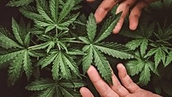 2.500 Yıl Önce Yaşamış İnsanlar; Doğayla, Ruhlarla ve Ölülerle İletişim Kurma Amacıyla Kenevir (Cannabis) Tüketiyordu!