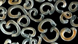 Evrim, Sadece Karmaşıklığa Doğru İlerleyen Bir Süreç Değil!