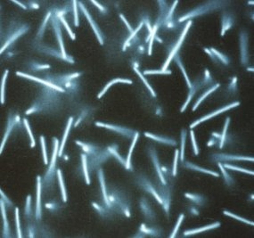 Methanopyrus kandleri