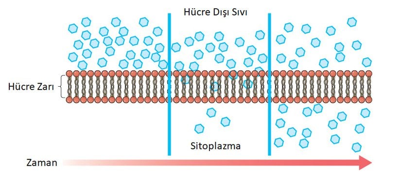 Geçirgen bir zardan difüzyon, maddenin konsantrasyon gradyanını takip ederek maddeyi yüksek konsantrasyonlu alandan düşük konsantrasyonlu alana taşır.
