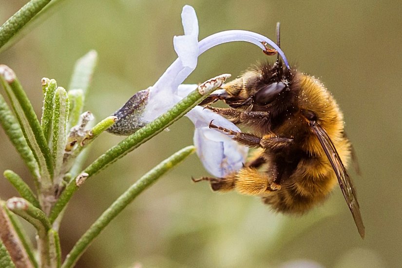 Tüylü Ayaklı Çiçek Arısı (Anthophora plumipes)