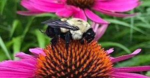 Wordle Answer Revealed As Sumac On January 18