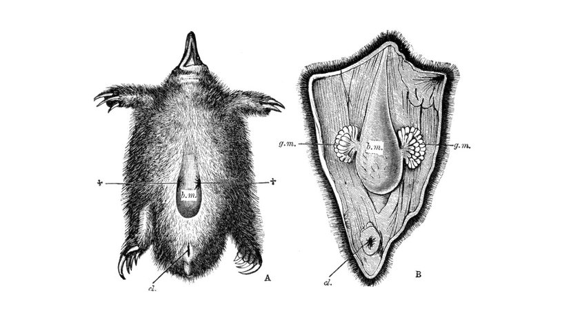 Tek Delikliler (Monotremata)