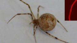 Dünyanın İlk CRISPR ile Genetiği Düzenlenmiş Örümcekleri