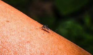 Chikungunya Outbreak Surges Across Southern China Cities