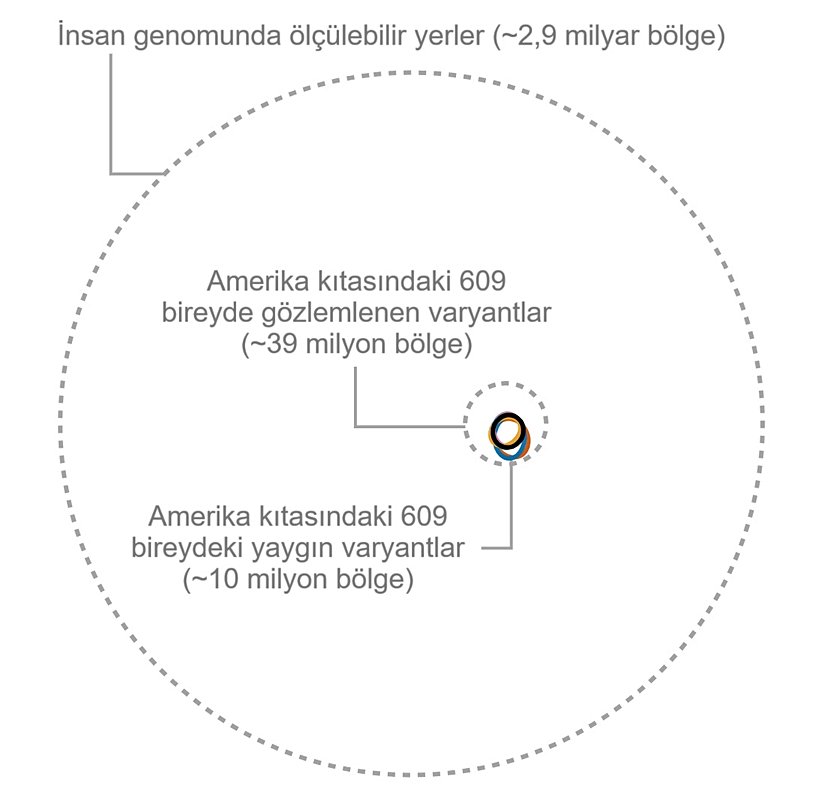 Perspektifte yaygın varyantlar. Amerika kıtasında bulunan örneklerdeki yaygın varyantların insan genomu ölçeğine göre Euler diyagramı şekli. Küçük bir not olarak, Euler diyagramındaki elipslerin konumları ve yönlendirmeleri önceki benzer şekilden biraz farklılık gösterir. Bunun sebebi, "eulerr" paketinin algoritmasındaki rastgele başlangıç koşullarından kaynaklanarak her çalıştırma sonucunda farklı sonuçlar üretmesidir.