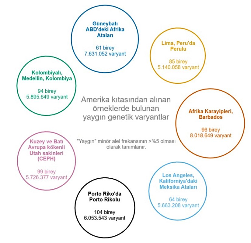 Amerika'dan yedi örnekteki ortak varyant sayısı. Her bir dairenin alanı, 1000 Genom Projesinden alınan o örnekteki ortak varyantların sayısı ile orantılıdır. "Yaygın" bir varyant, minör alel frekansının %5'ten fazla olması olarak tanımlanır; burada minör alel kimliği global alel frekansına (1000 Genom Projesi'ndeki tüm örneklerdeki frekansı) göre belirlenir. Bu miktarın örnekler arasında nispeten tutarlı olmasını sağlamak için her bir örnekteki birey sayısı da dahil edilmiştir.