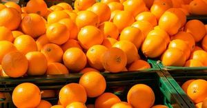 CGA Optimistic About Upcoming Citrus Export Season Amid Challenges