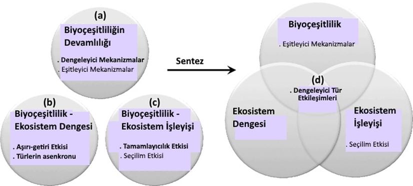 Görsel 3. Üç ekoloji alanına ait mekanizmaların (A-C) sentezi ile biyoçeşitlilik, ekosistem işleyişi ve ekosistem dengesine katkıda bulunan doğal süreçleri belirleme (D). Sol tarafta koyu olarak belirtilen mekanizmalar dengeleyici tür etkileşimleri olarak tanımlanıp birleştirilebilir çünkü bu mekanizmaların tümü negatif frekansa bağlı doğal süreçlerden kaynaklanır.