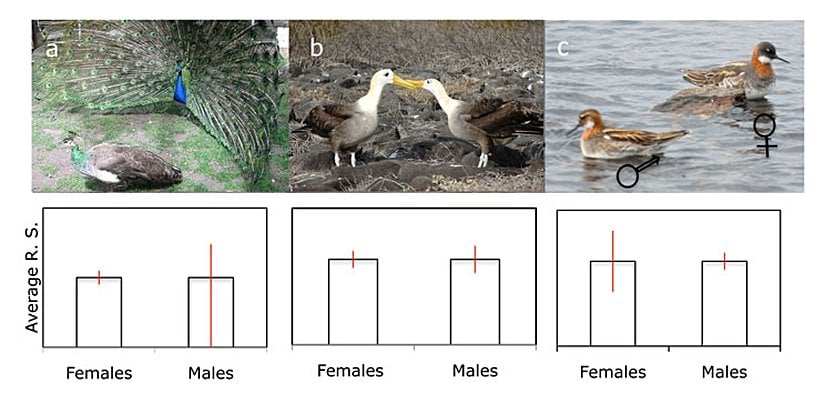 Resim 1: Üreme başarısındaki varyasyon hangi cinsiyetin daha yüksek cinsel seçilime uğradığını gösterir.