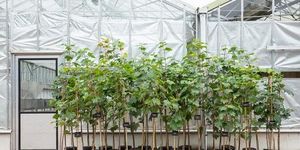 Sycamore Gap Saplings Planted Across UK After Tragedy