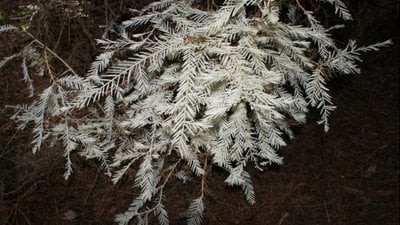 Bitkilerde Albinizm ve Parazitlik: Hem 