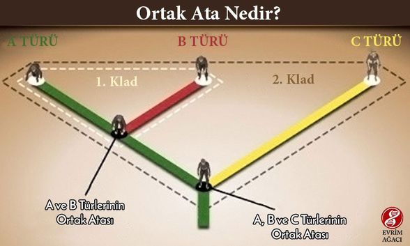 Ortak Ata