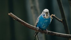 Muhabbet Kuşu Yarası: Acil Müdahale Rehberi ve Tedavi Yöntemleri