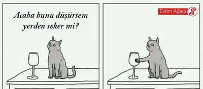 Kediler ve Genelleme Yetenekleri